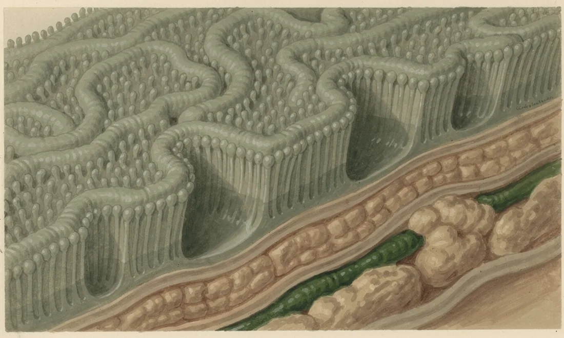 A gouache study of intestinal folds with a close view of their cell-lined surface